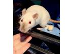 Adopt Mathilda a Rat
