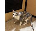 Adopt Strudel a Dilute Calico, Domestic Short Hair