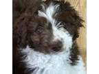 Aussiedoodle Puppy for sale in Trenton, NJ, USA
