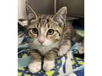 Adopt Millie a Domestic Short Hair