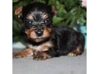 Yorkshire Terrier Puppy for sale in West Plains, MO, USA