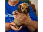 Dachshund Puppy for sale in Branson West, MO, USA