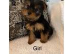 Yorkshire Terrier Puppy for sale in Columbia, KY, USA