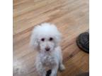 Poodle (Toy) Puppy for sale in Orland, CA, USA