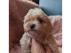 Mal-Shi Puppy for sale in Rogersville, TN, USA