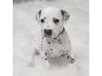 Dalmatian Puppy for sale in Memphis, TN, USA