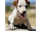 Parson Russell Terrier Puppy for sale in Delta, CO, USA