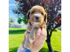 Australian Labradoodle Puppy for sale in Richland, WA, USA