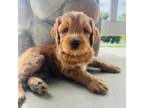 Australian Labradoodle Puppy for sale in Richland, WA, USA