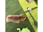 Pomeranian Puppy for sale in Lehigh Acres, FL, USA