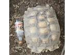 Adopt Buddy a Turtle