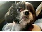 Adopt Kali a Shih Tzu