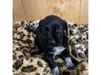 Adopt Cher a Black Labrador Retriever, Cattle Dog