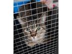 Adopt Shadow (Cocomelon) a Dilute Calico, Domestic Short Hair