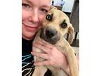 Adopt Viola Russell a Black Mouth Cur, Labrador Retriever