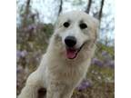 Adopt Piper a Great Pyrenees