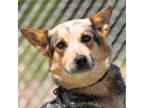 Adopt LEXI a Australian Cattle Dog / Blue Heeler