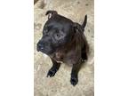Adopt Rey a Pit Bull Terrier