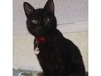 Adopt EbonyMoon a Domestic Short Hair