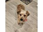 Adopt Chanel a Border Terrier