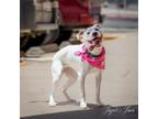 Adopt Raiya a Dogo Argentino, Mixed Breed