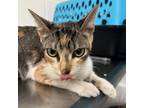 Adopt Annie (Claro) a Domestic Short Hair