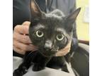 Adopt Coco (Cleo) a Domestic Short Hair