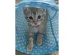 Adopt CaraCara a Domestic Short Hair