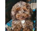 Adopt Hailey a Cockapoo