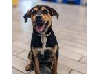 Adopt River a Rottweiler, Mixed Breed