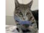 Adopt Almond Milk a Domestic Short Hair