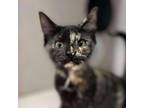 Adopt Cuddlebug a Domestic Short Hair