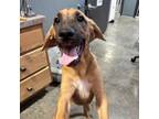 Adopt MAPLE a Hound, Mixed Breed