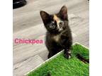 Adopt Chickpea a Domestic Short Hair