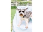 Adopt Sharon a Schnauzer, Mixed Breed