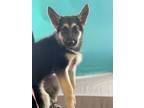 Adopt Dewdrop a German Shepherd Dog, Mixed Breed