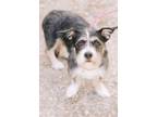 Adopt Miriam a Cardigan Welsh Corgi, Schnauzer