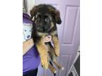 Adopt Dolly a German Shepherd Dog, Mixed Breed