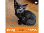 Adopt Frida a Domestic Short Hair