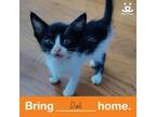 Adopt Dali a Domestic Short Hair