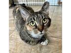 Adopt Ember a Domestic Short Hair