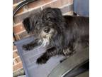 Adopt Jackie a Cairn Terrier