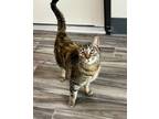 Adopt Dahlia a Domestic Short Hair