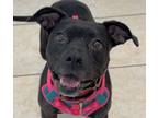 Adopt Cece a American Staffordshire Terrier, Mixed Breed