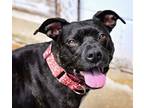 Adopt Cece a American Staffordshire Terrier, Mixed Breed