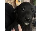 Adopt Makai (Lanny) a Terrier, Border Collie