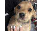Adopt Calyssa (Lucy) a Terrier, Border Collie