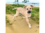 Adopt Tamiami a Black Mouth Cur