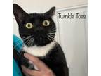 Adopt Twinkle Toes a Domestic Short Hair