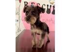 Adopt Dorothy a Cairn Terrier